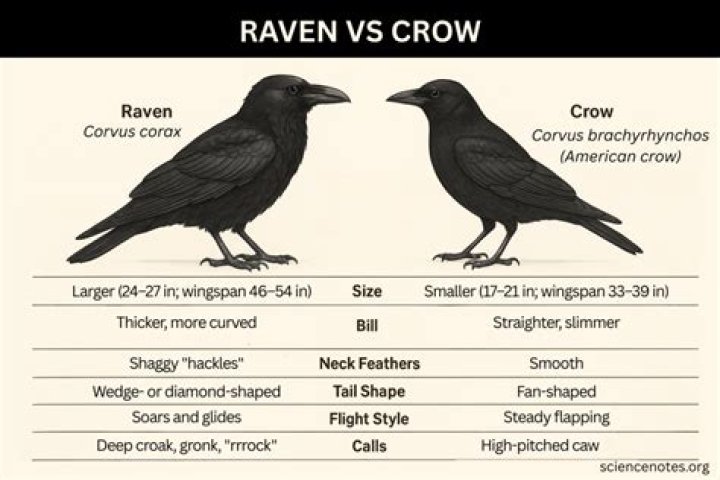 Is a raven a crow? – Celebrity