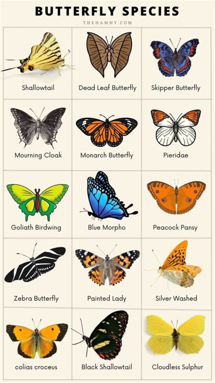 What type of butterfly is absolem? – Celebrity