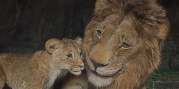 Who is Mufasa’s dad? – Celebrity